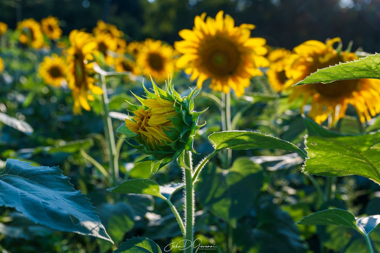 Sunflowers