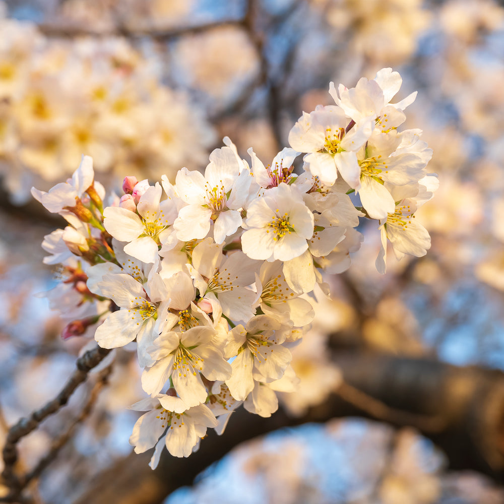 Cherry Blossom Trees in Washington DC