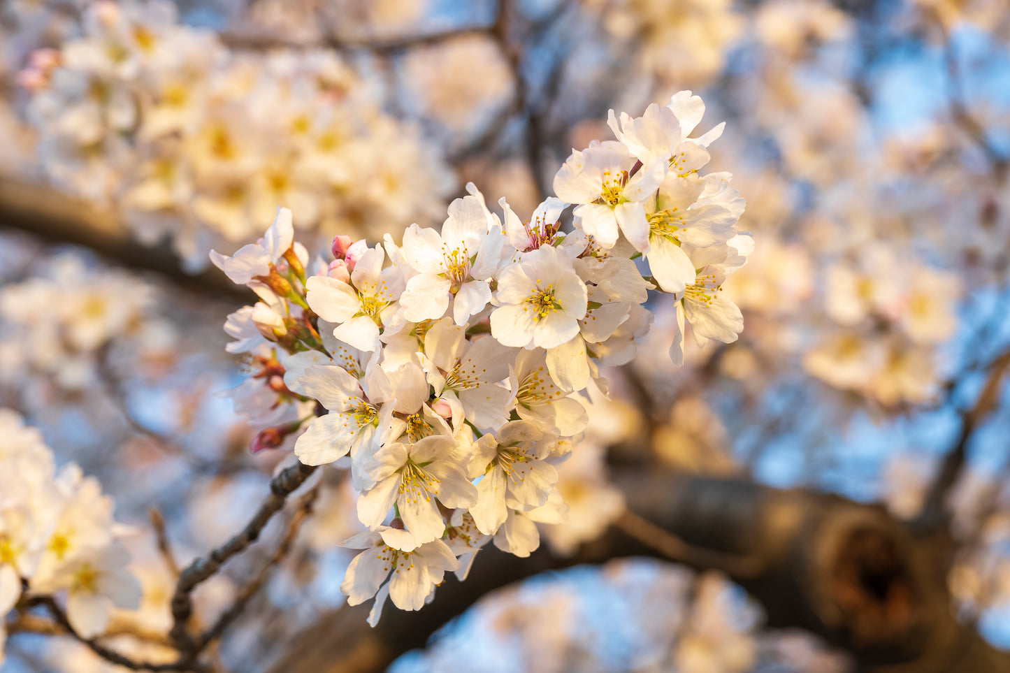 Cherry Blossom Trees in Washington DC