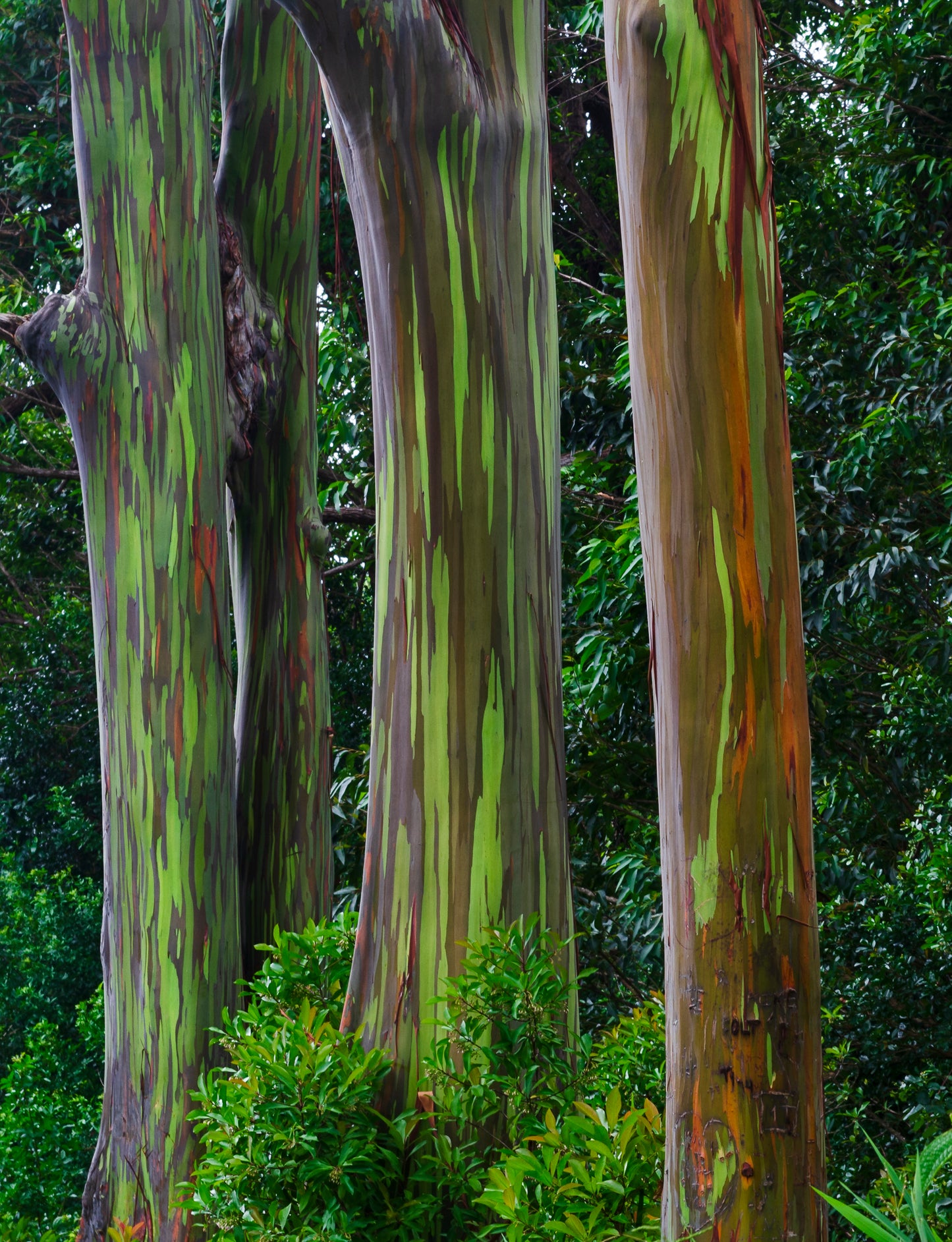 Rainbow Ecalyptus trees on the Road To Hana in Maui Hawaii