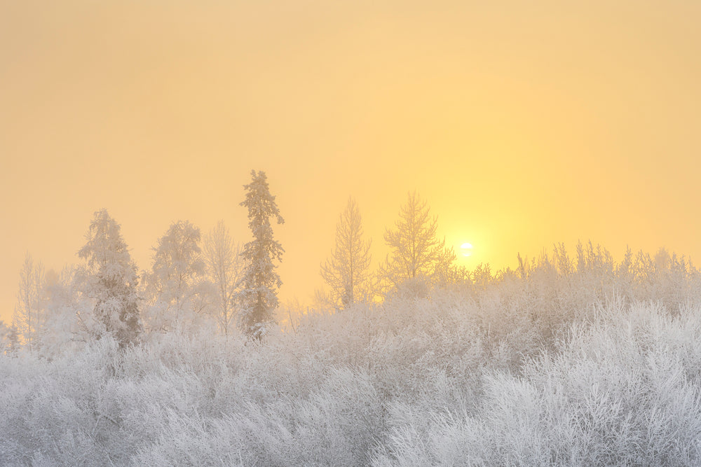 Radiant Hoarfrost