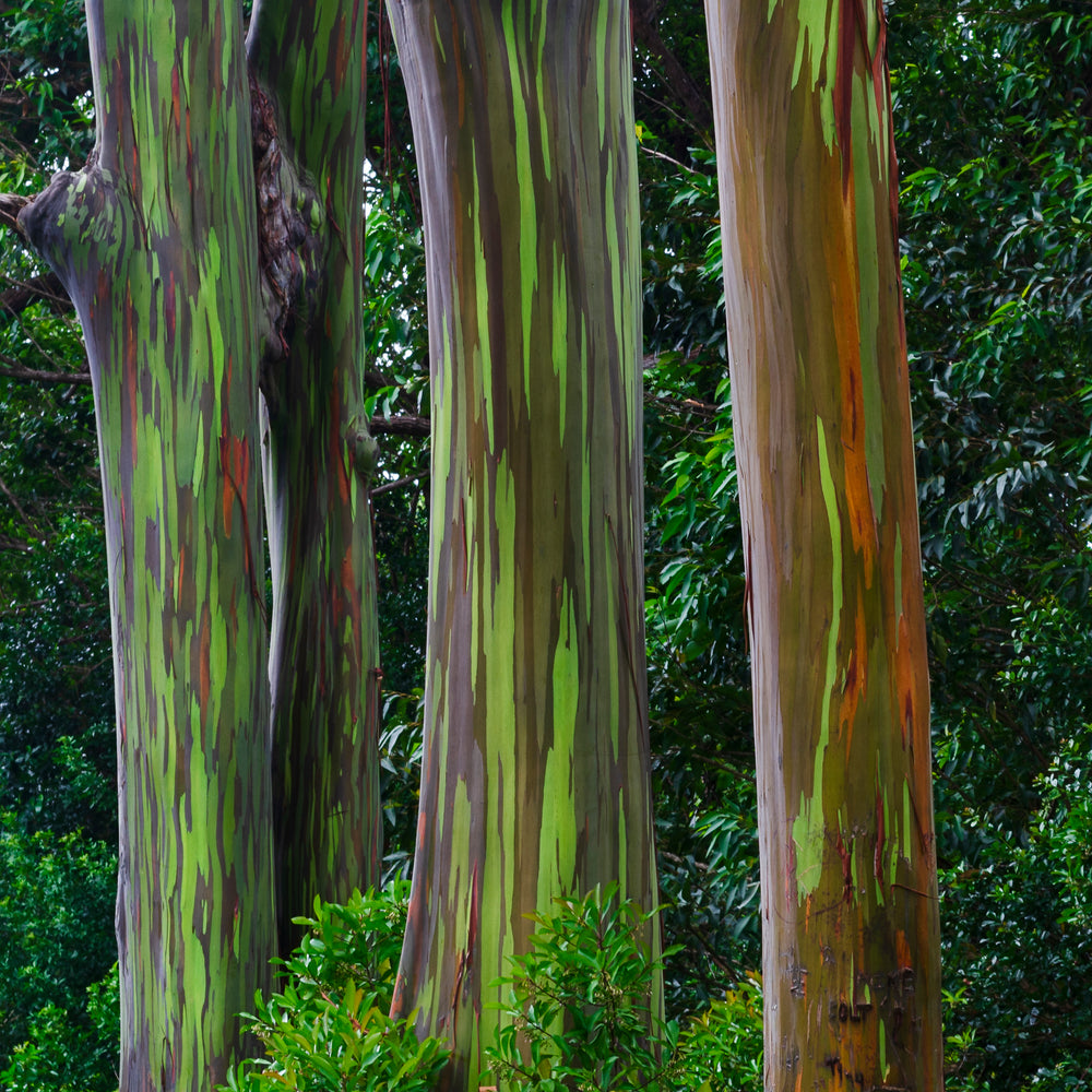 Rainbow Ecalyptus trees on the Road To Hana in Maui Hawaii