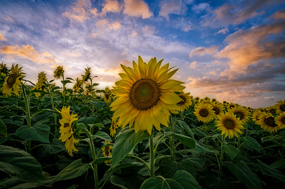 Waialua Sunflower